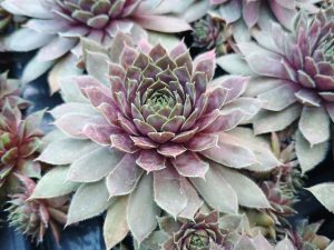 Sempervivum 'Lavender and Old Lace'