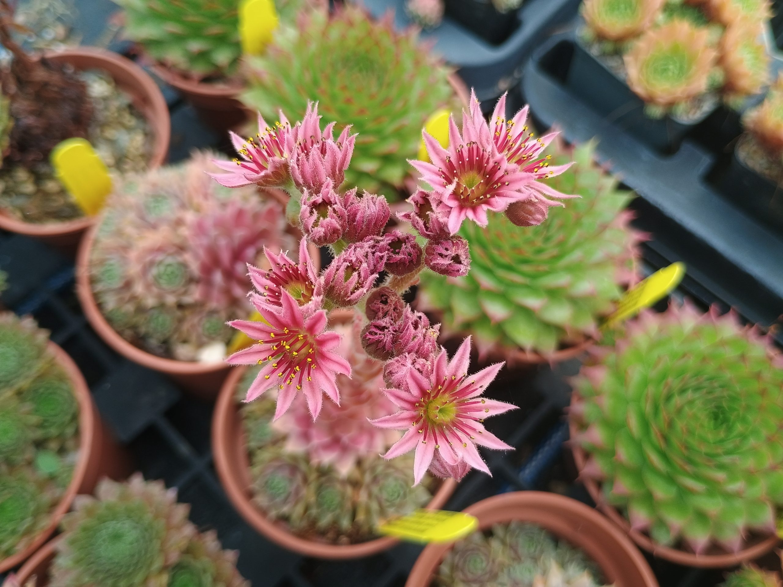 Sempervivum 'Lavender and Old Lace'