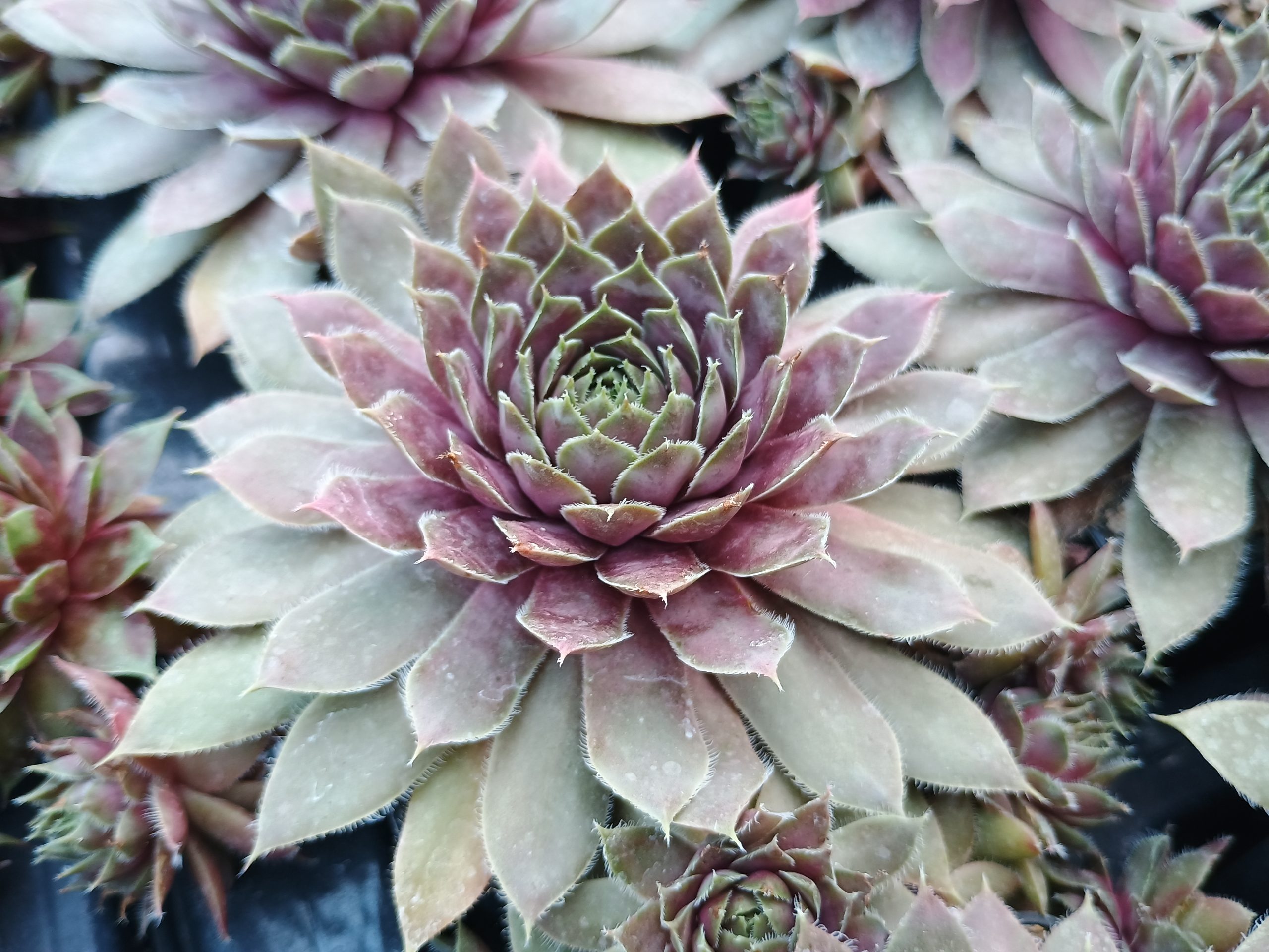 Sempervivum 'Lavender and Old Lace'