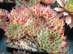 Sempervivum 'Mint Marvel' ('Mrs Giuseppi')
