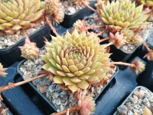 Sempervivum 'Passionata'