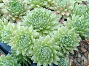 Sempervivum 'Pekinese'