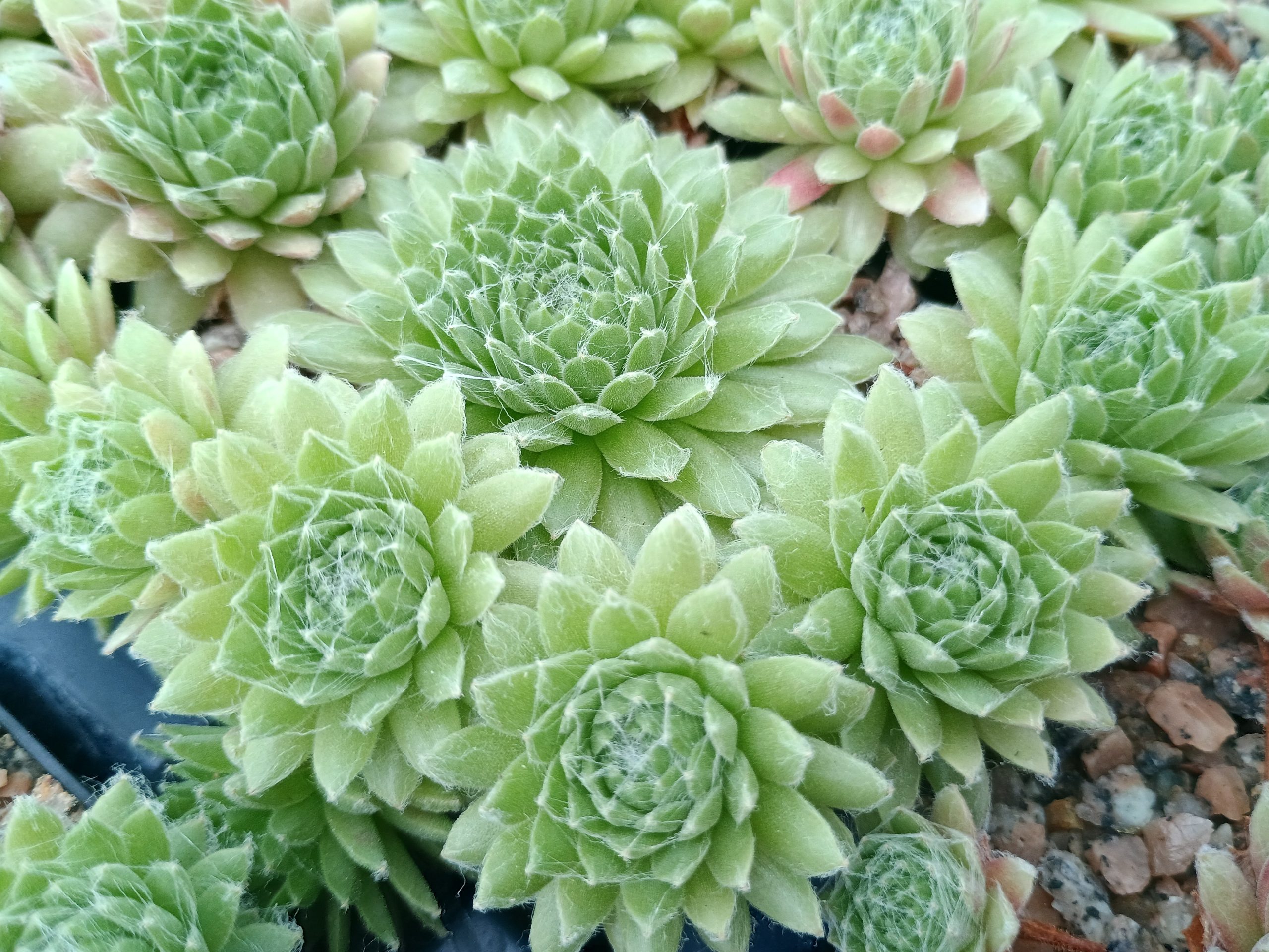 Sempervivum 'Pekinese'