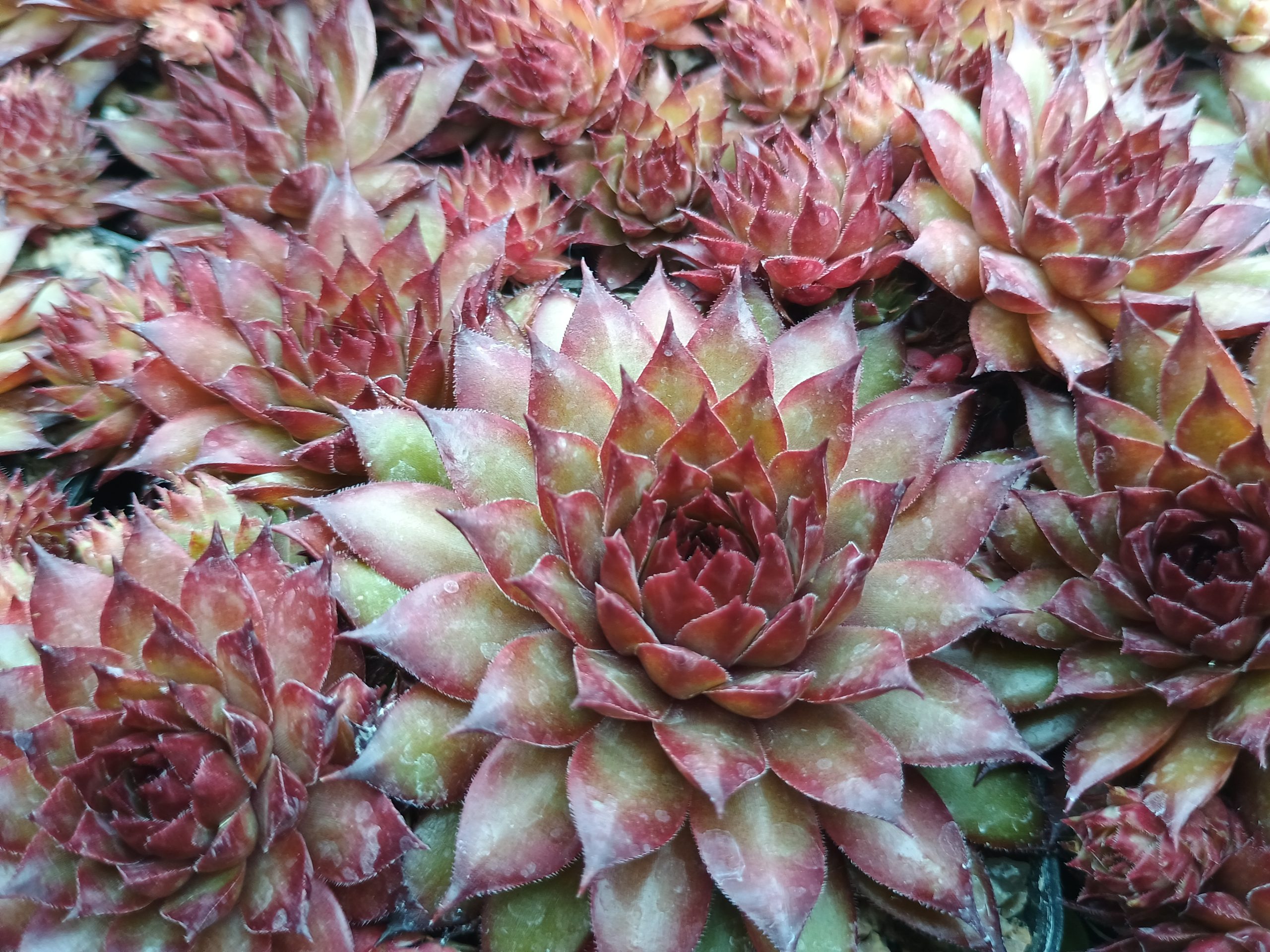 Sempervivum 'Pineapple Paradise'