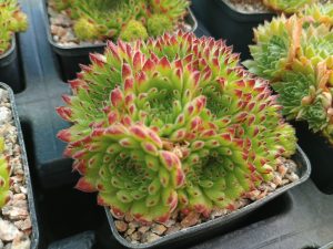 Sempervivum pittonii