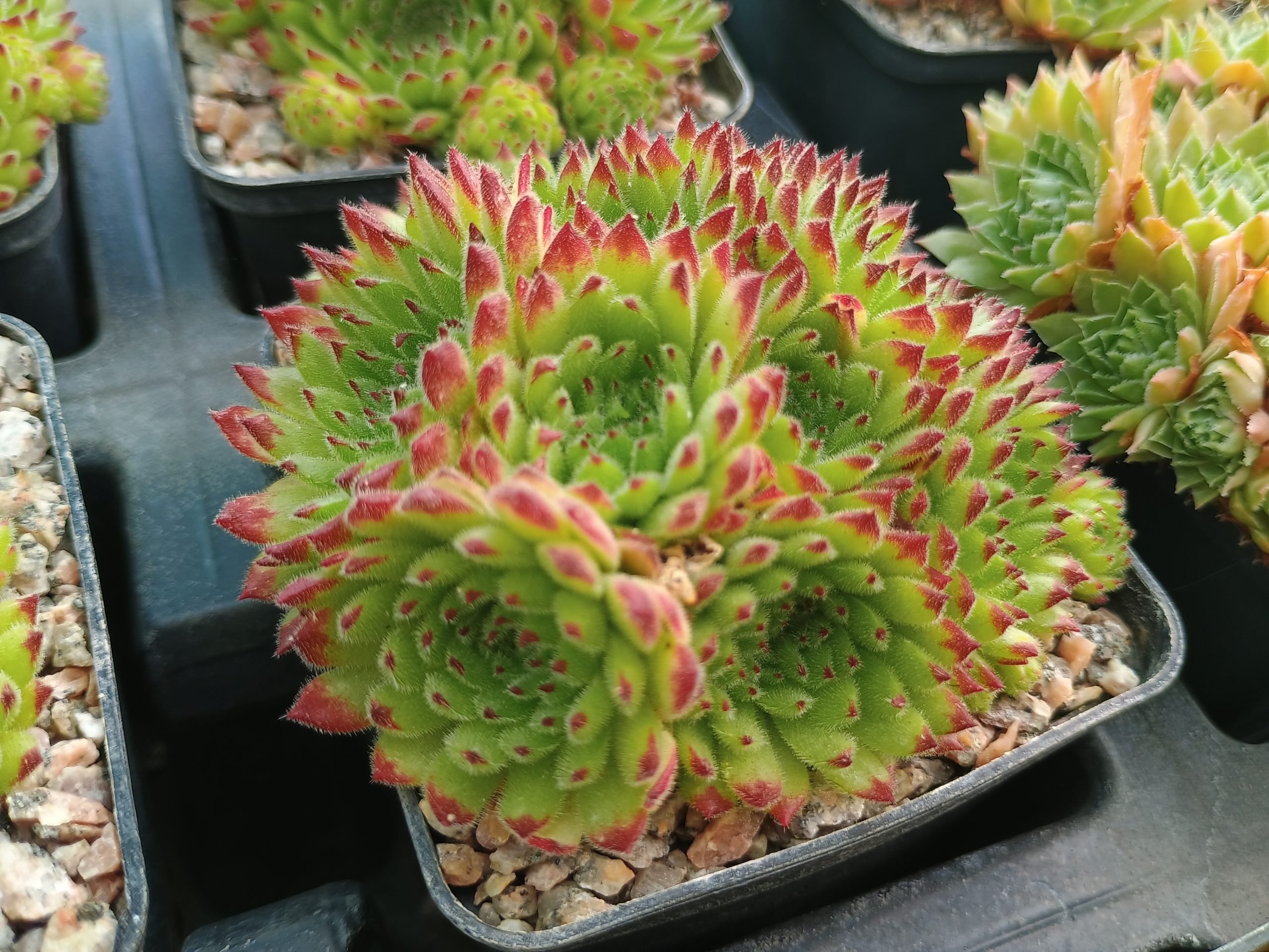 Sempervivum pittonii