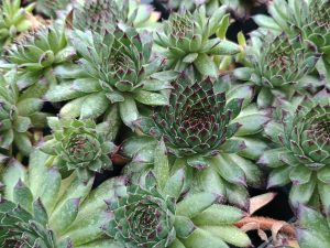 Sempervivum 'Appletini' (Reinhard)