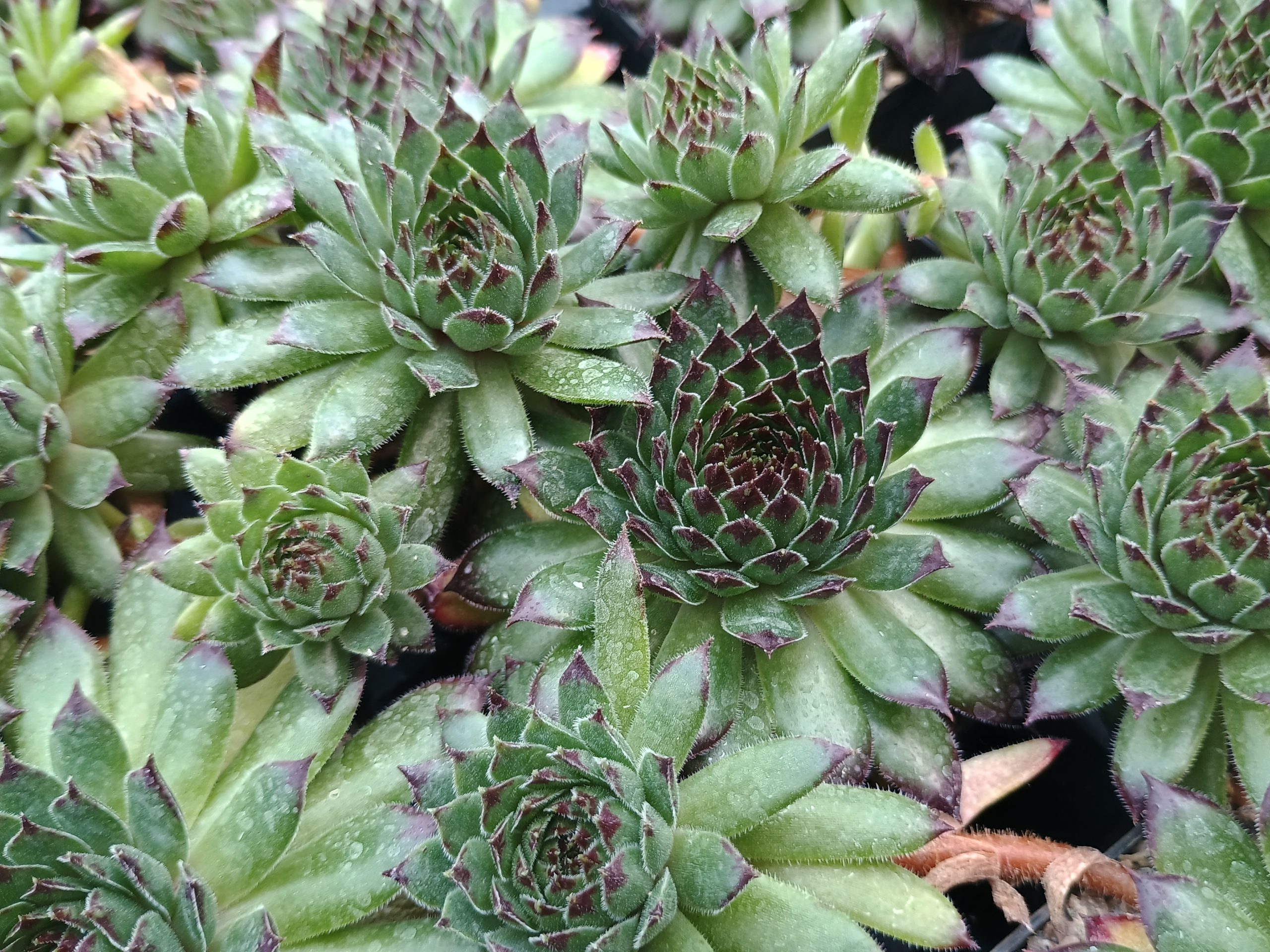 Sempervivum 'Appletini' (Reinhard)