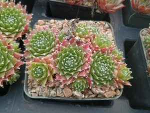 Sempervivum 'Silver Jubilee'