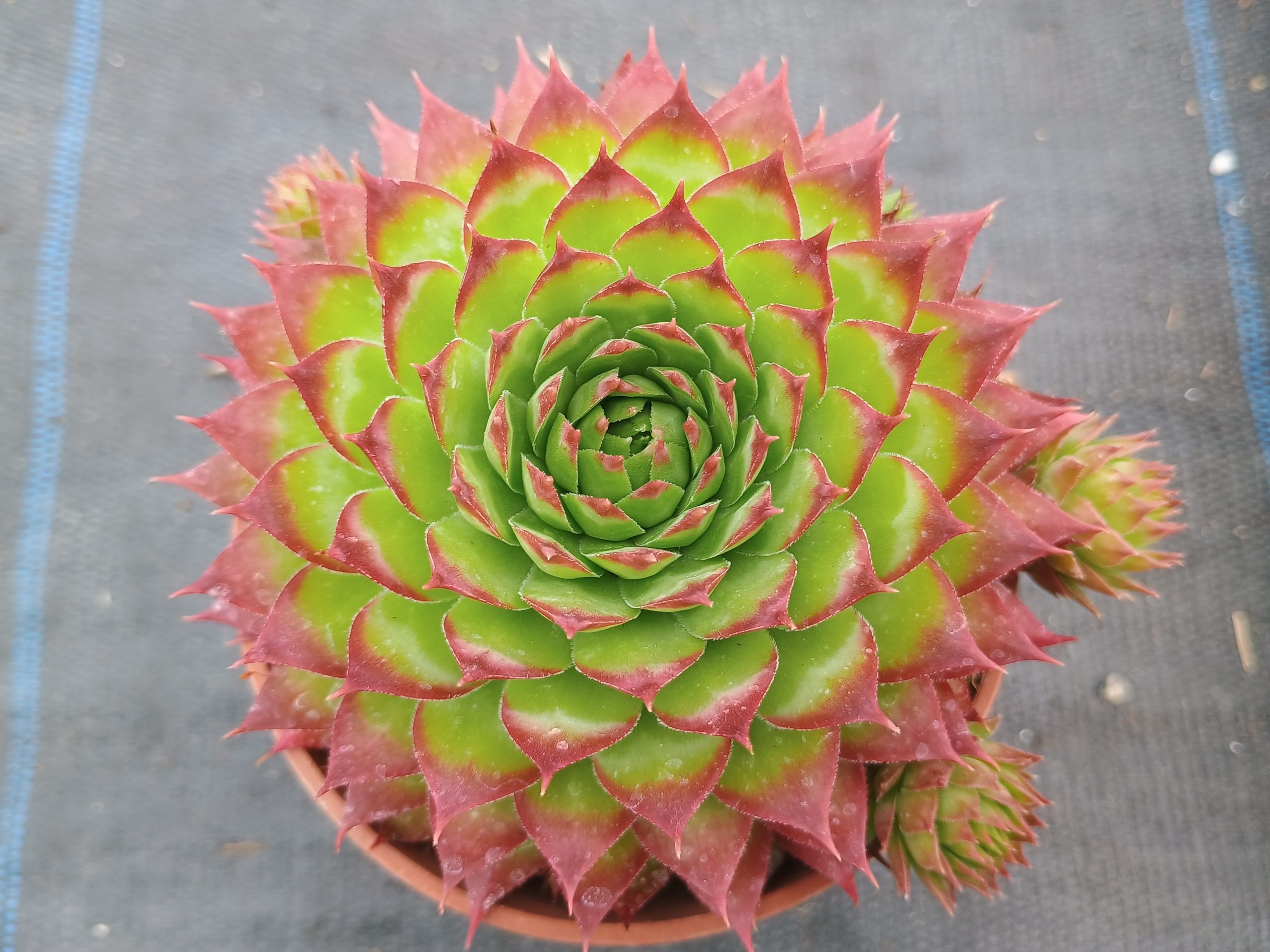 Sempervivum 'Sunset'