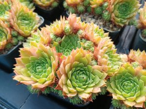 Sempervivum tectorum var. alpinum