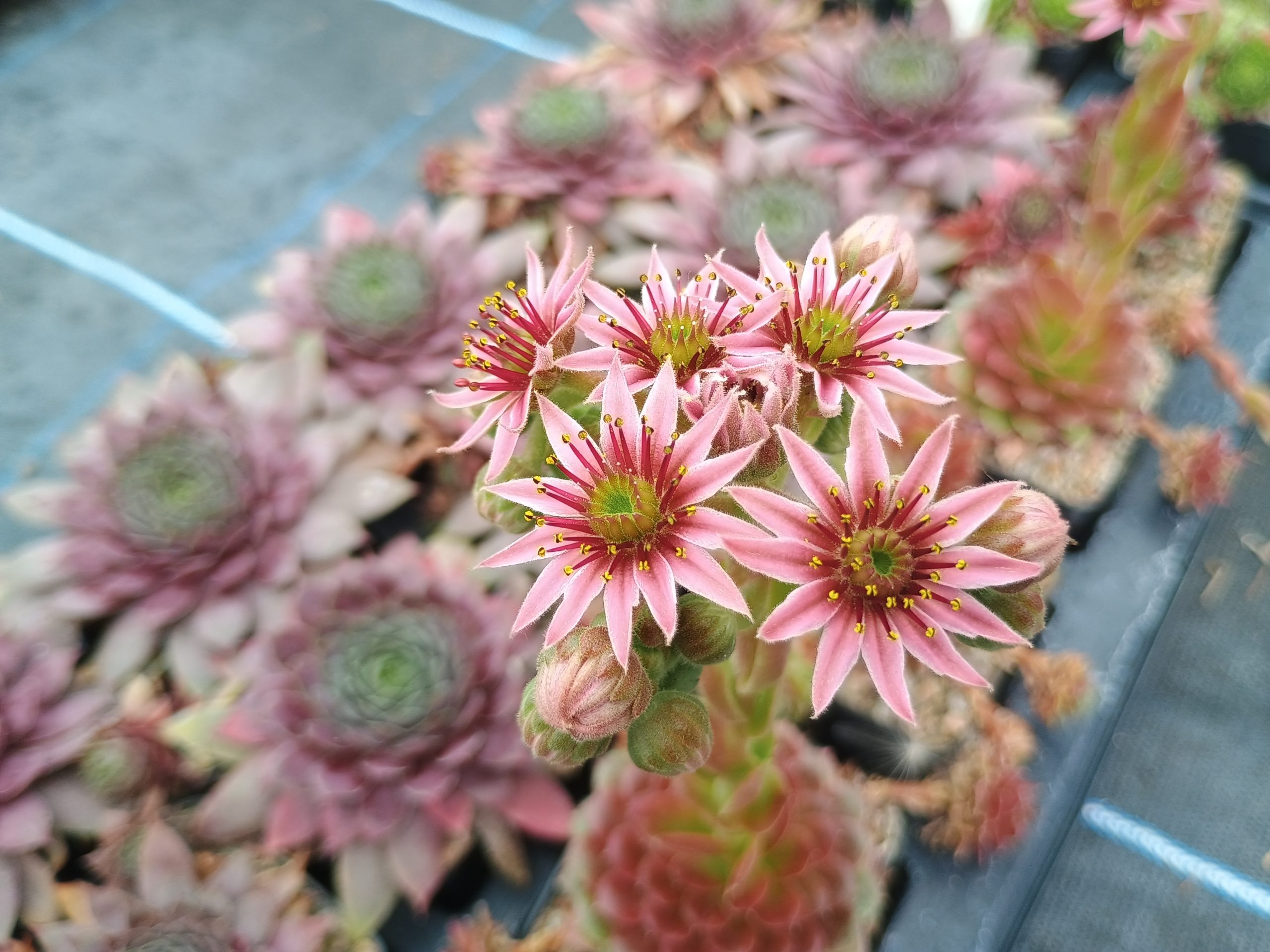 Sempervivum 'Tudor Rose'