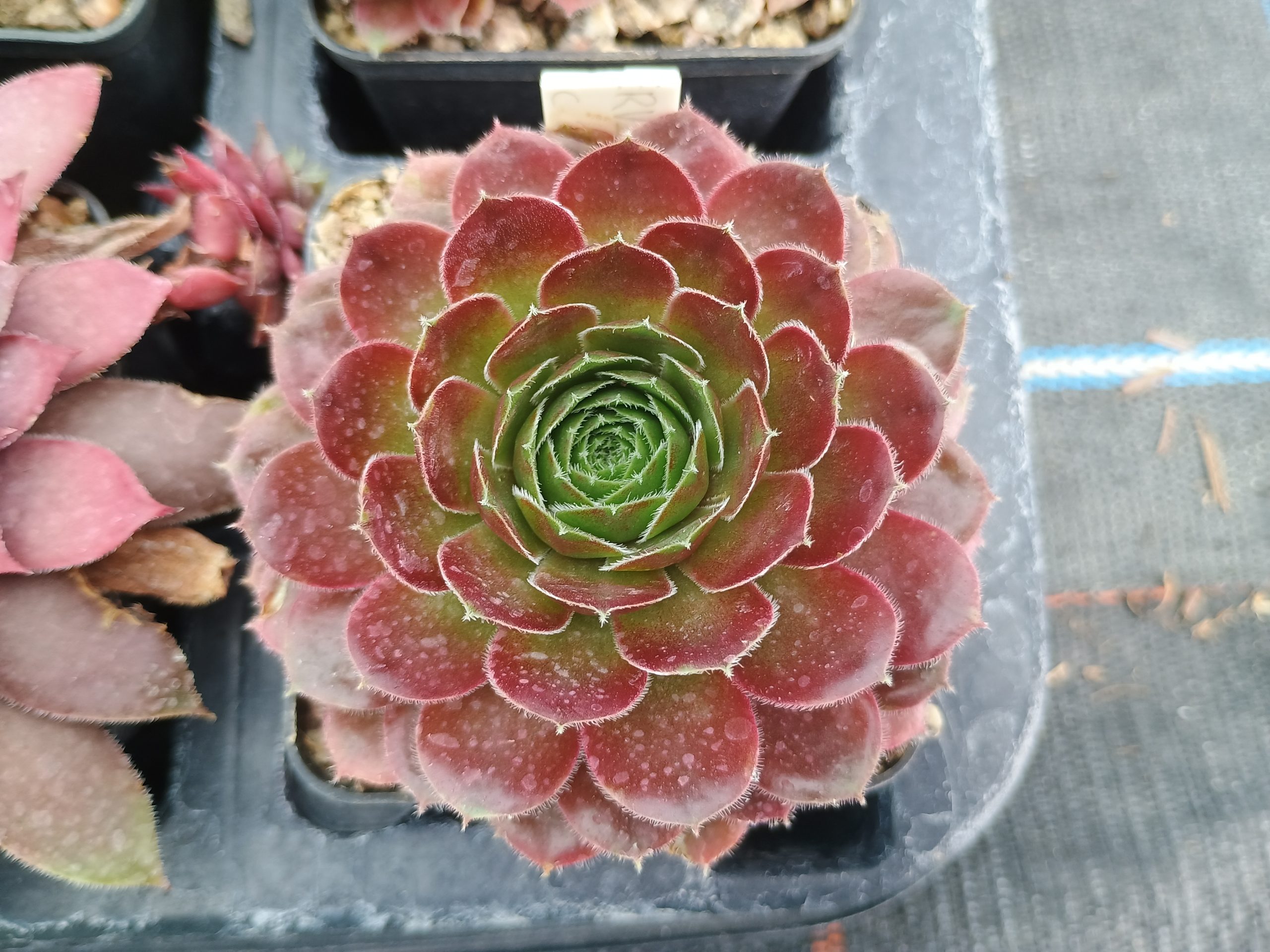 Sempervivum 'Tudor Rose'