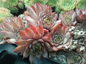 Sempervivum 'Virgil'