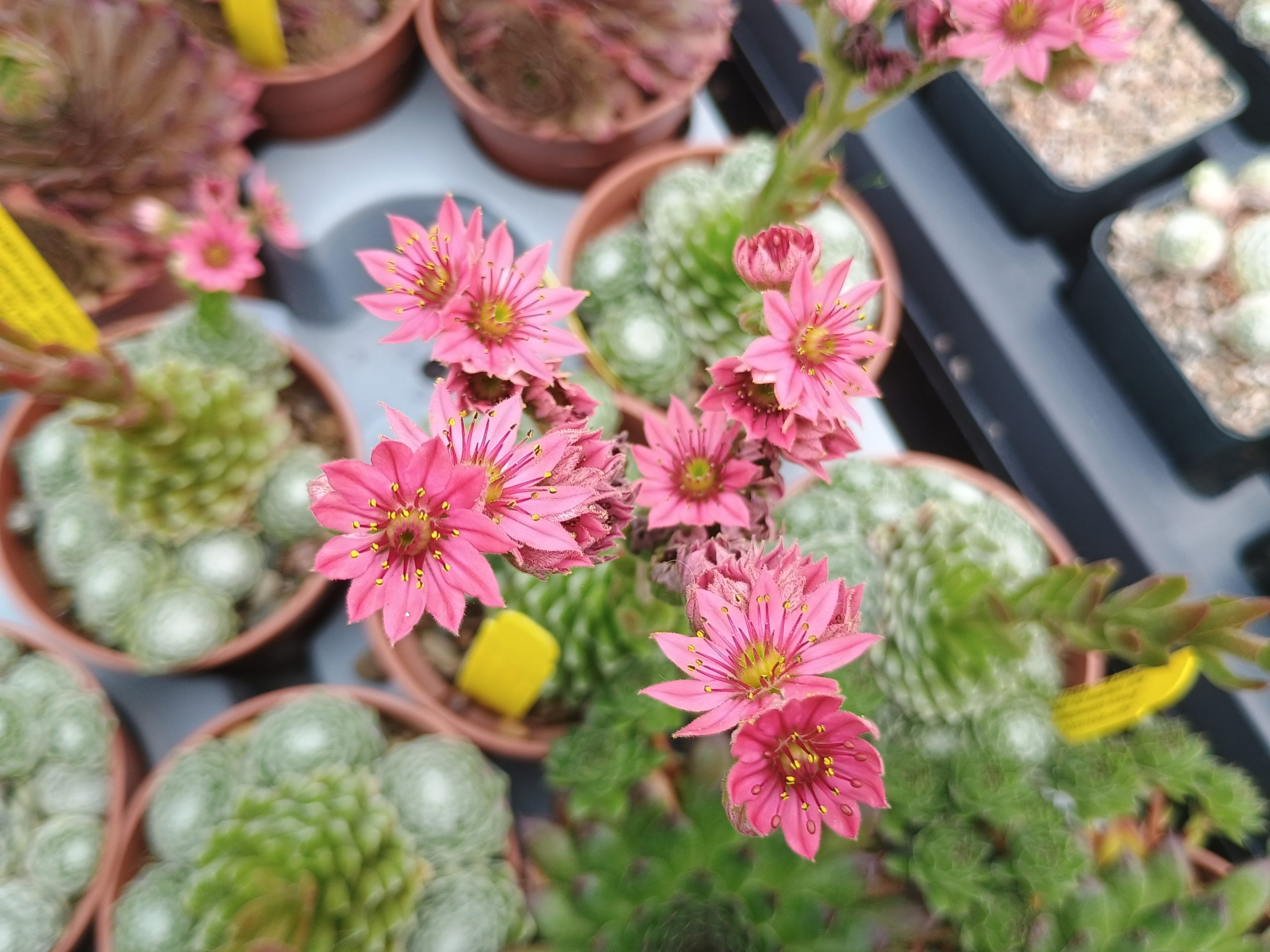 Sempervivum arachnoideum