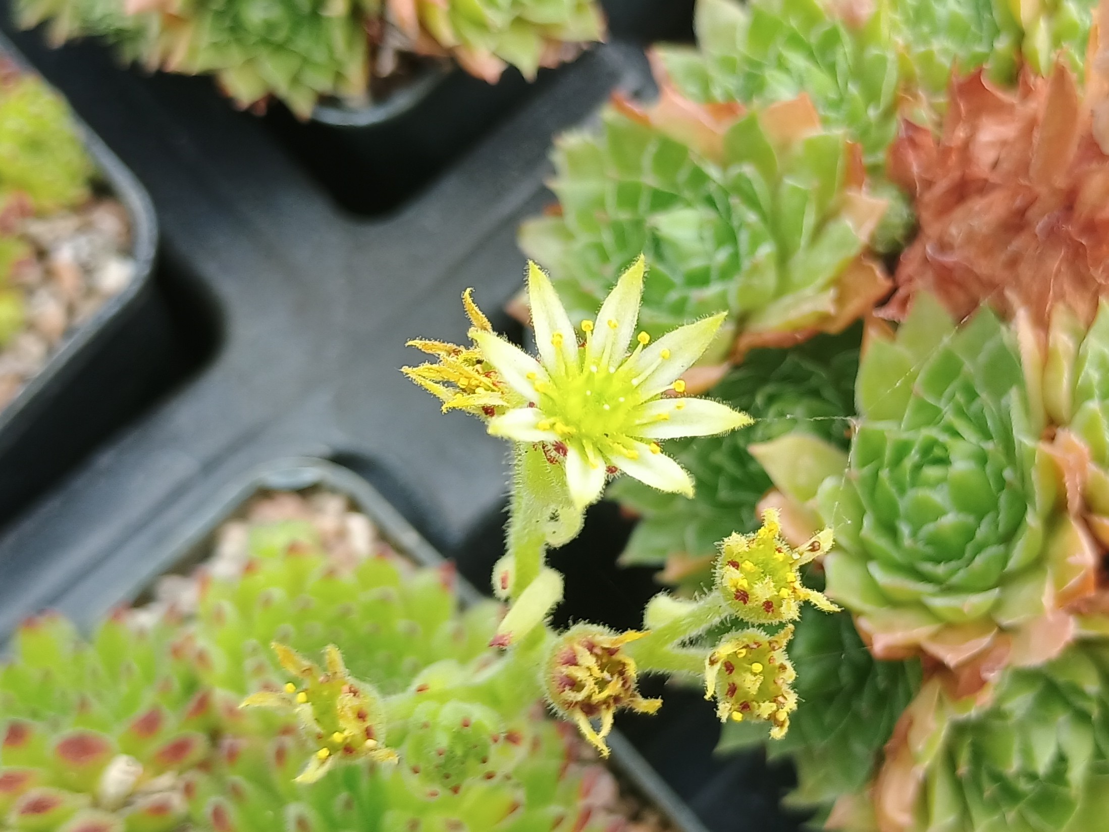 Sempervivum pittonii
