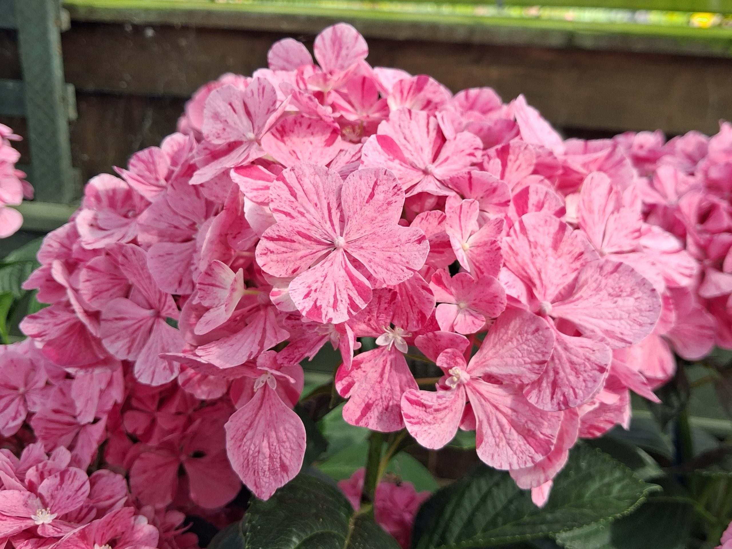 Hydrangea macrophylla 'Pinky Blinder'
