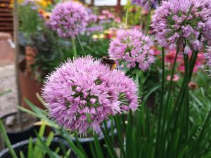 Allium 'Millennium'