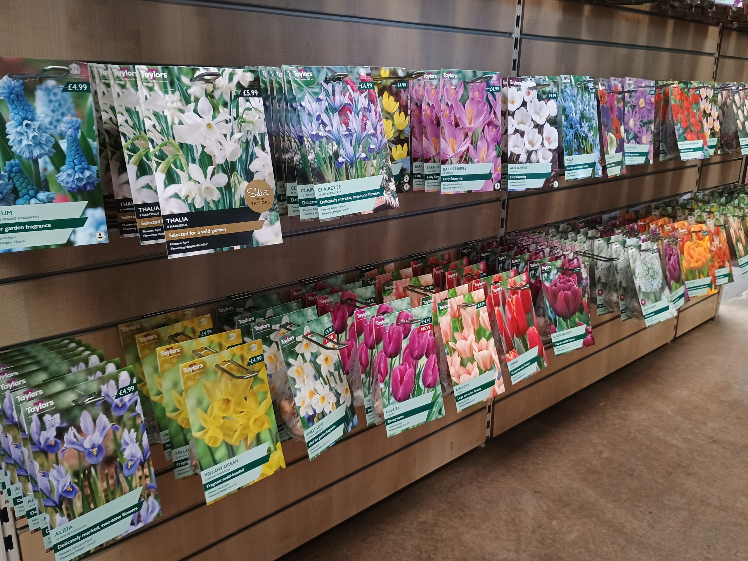 bulbs