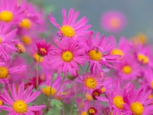 Hardy Chrysanthemum 'Tapestry Rose'