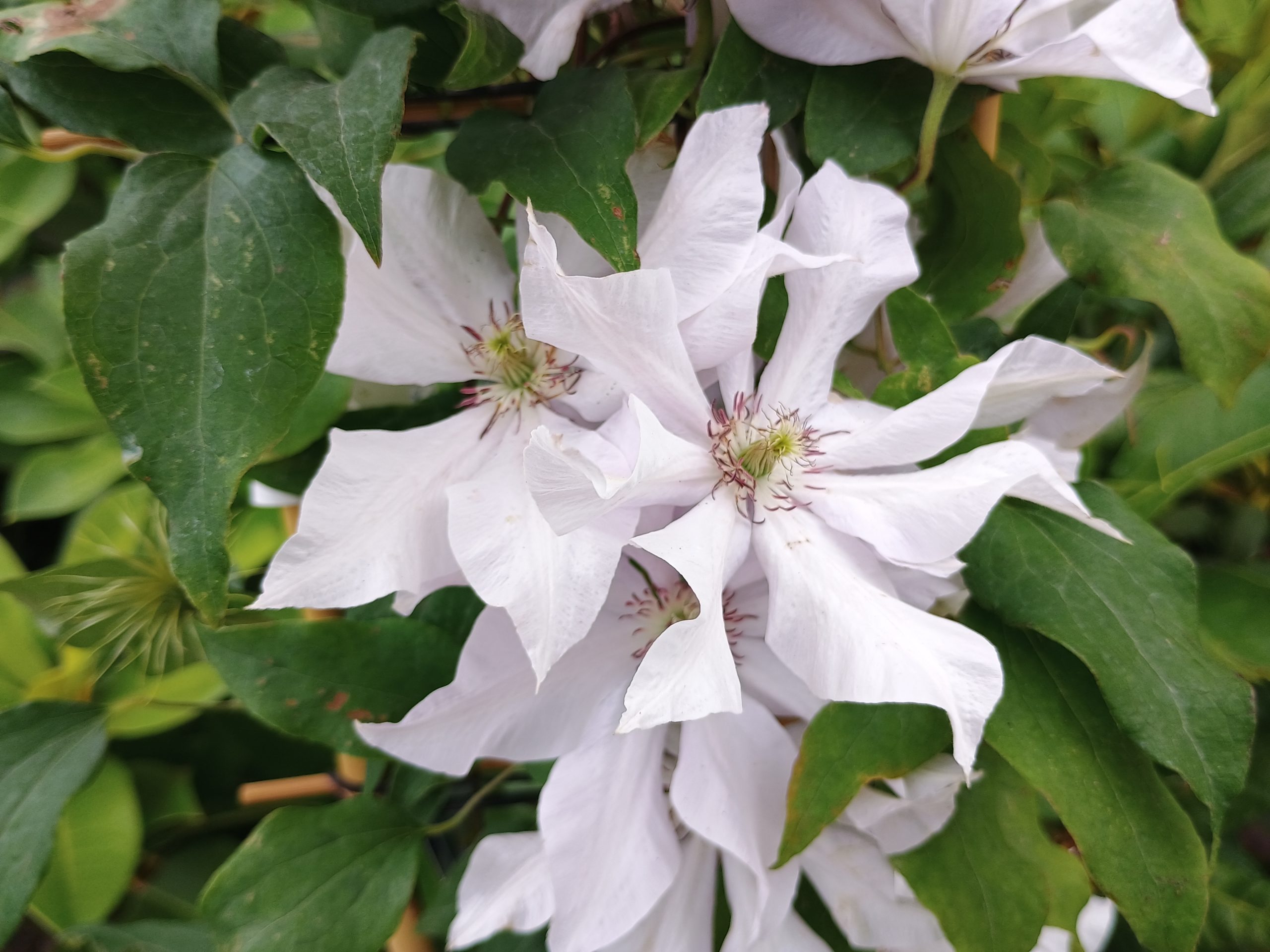 Clematis 'Eliza'