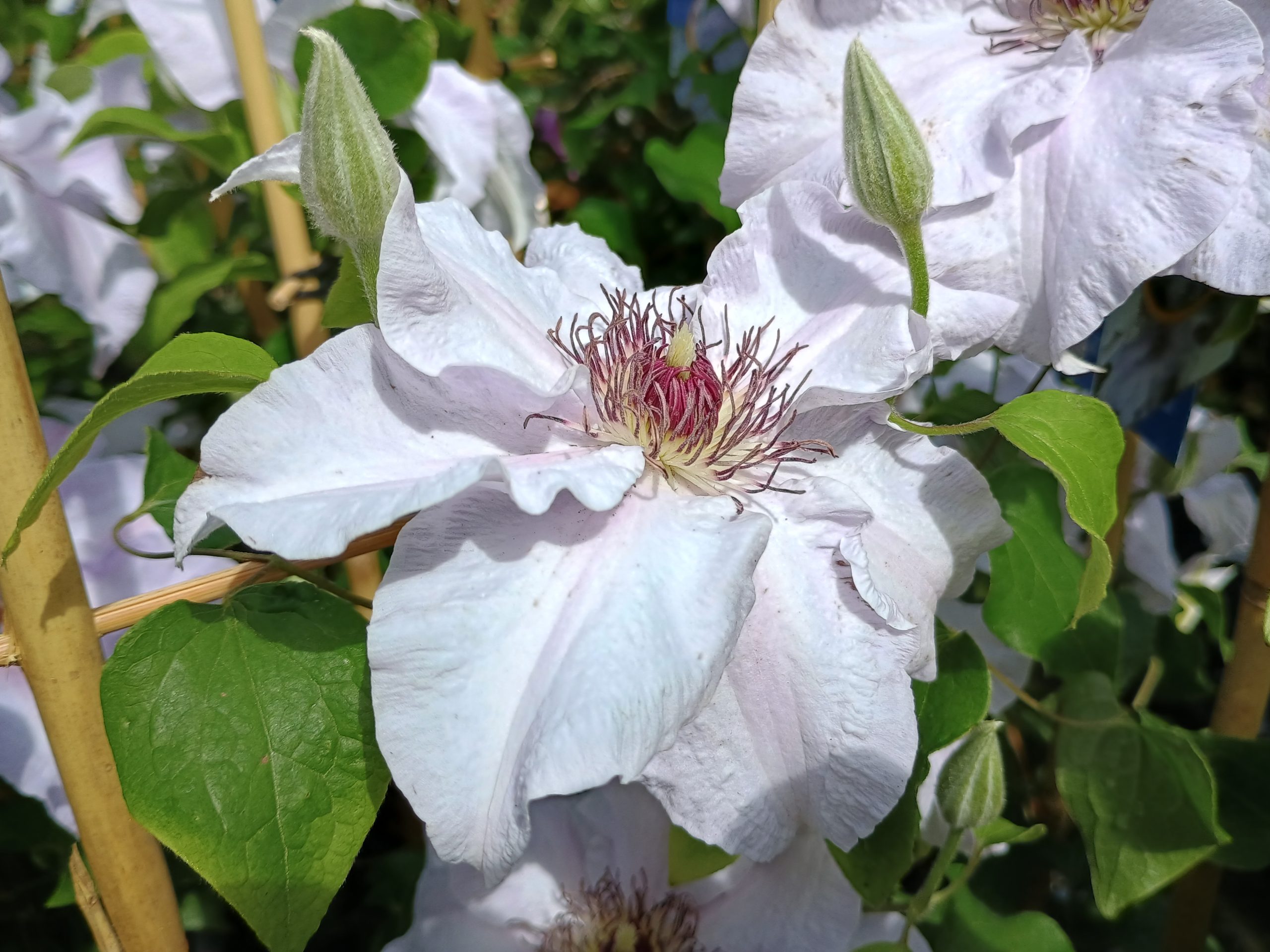 clematis eliza