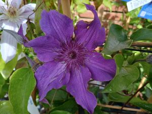 Clematis 'Guiding Promise' (Evipo053)