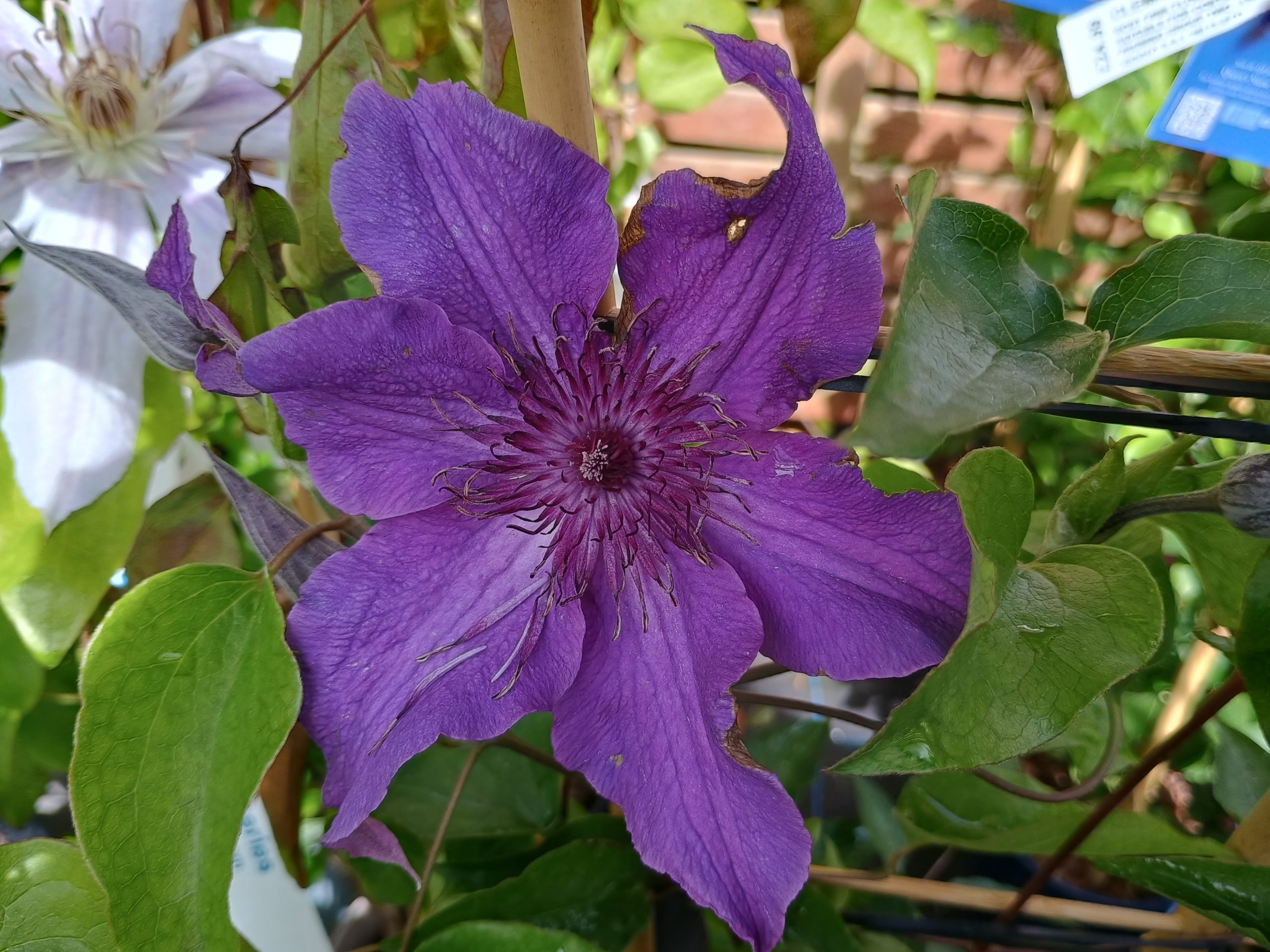 Clematis 'Guiding Promise' (Evipo053)