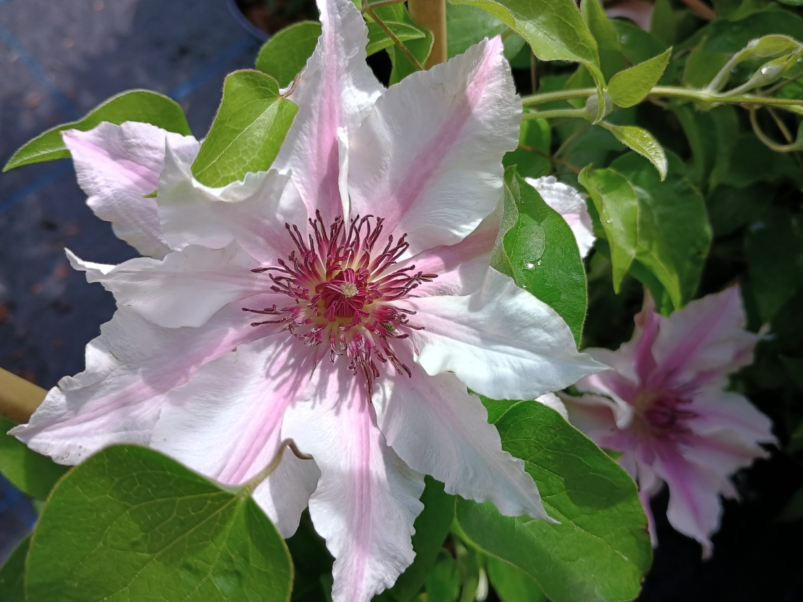 Clematis 'Ithemba'