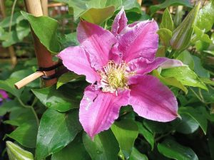 Clematis Queen's Nurse