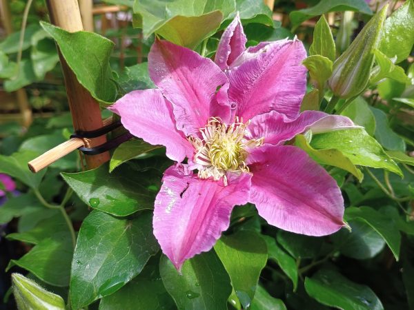 Clematis Queen's Nurse