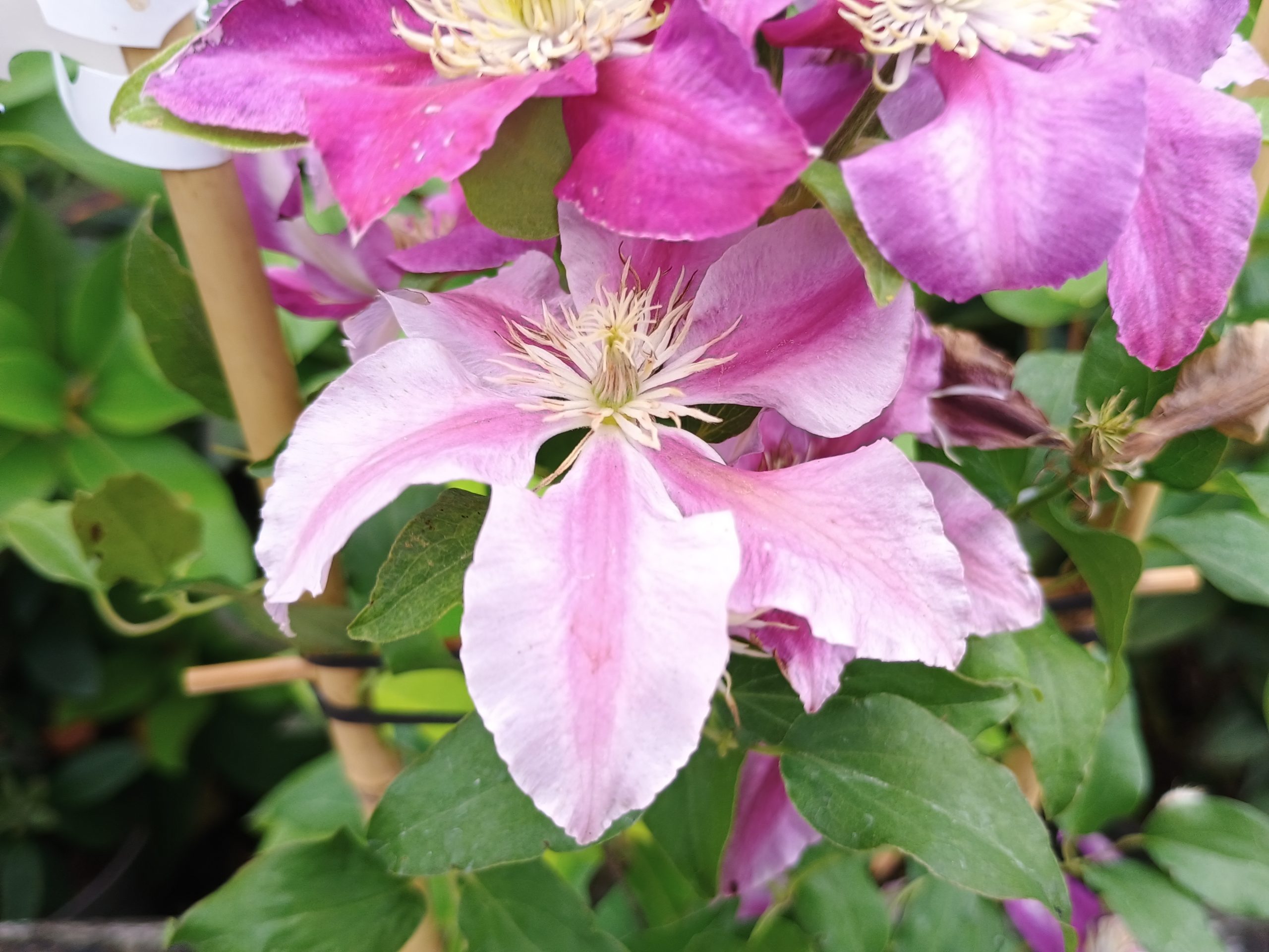 Clematis 'Queen's Nurse'