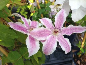 Clematis 'Starlight' (3 Litre)