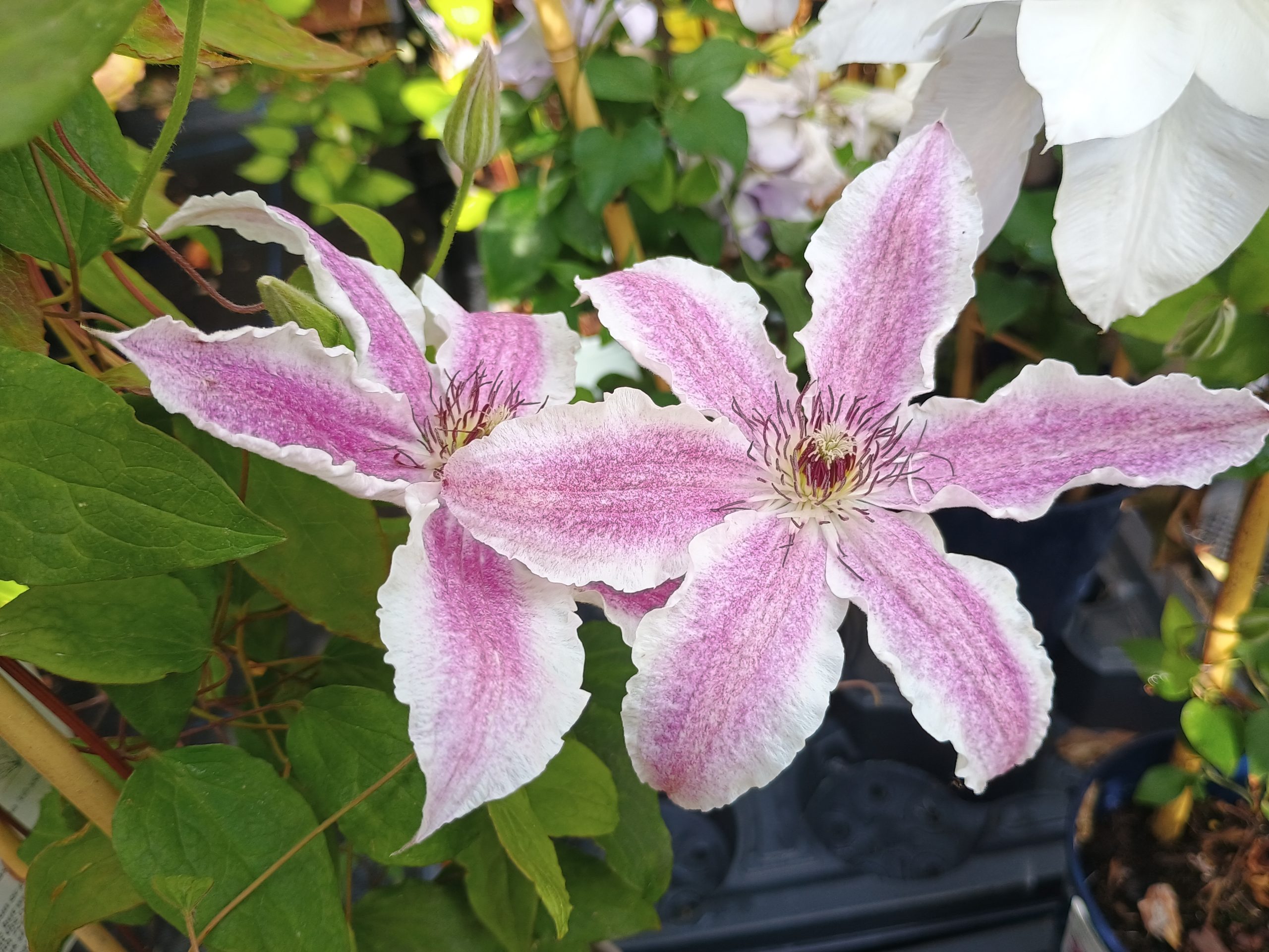 Clematis 'Starlight' (3 Litre)