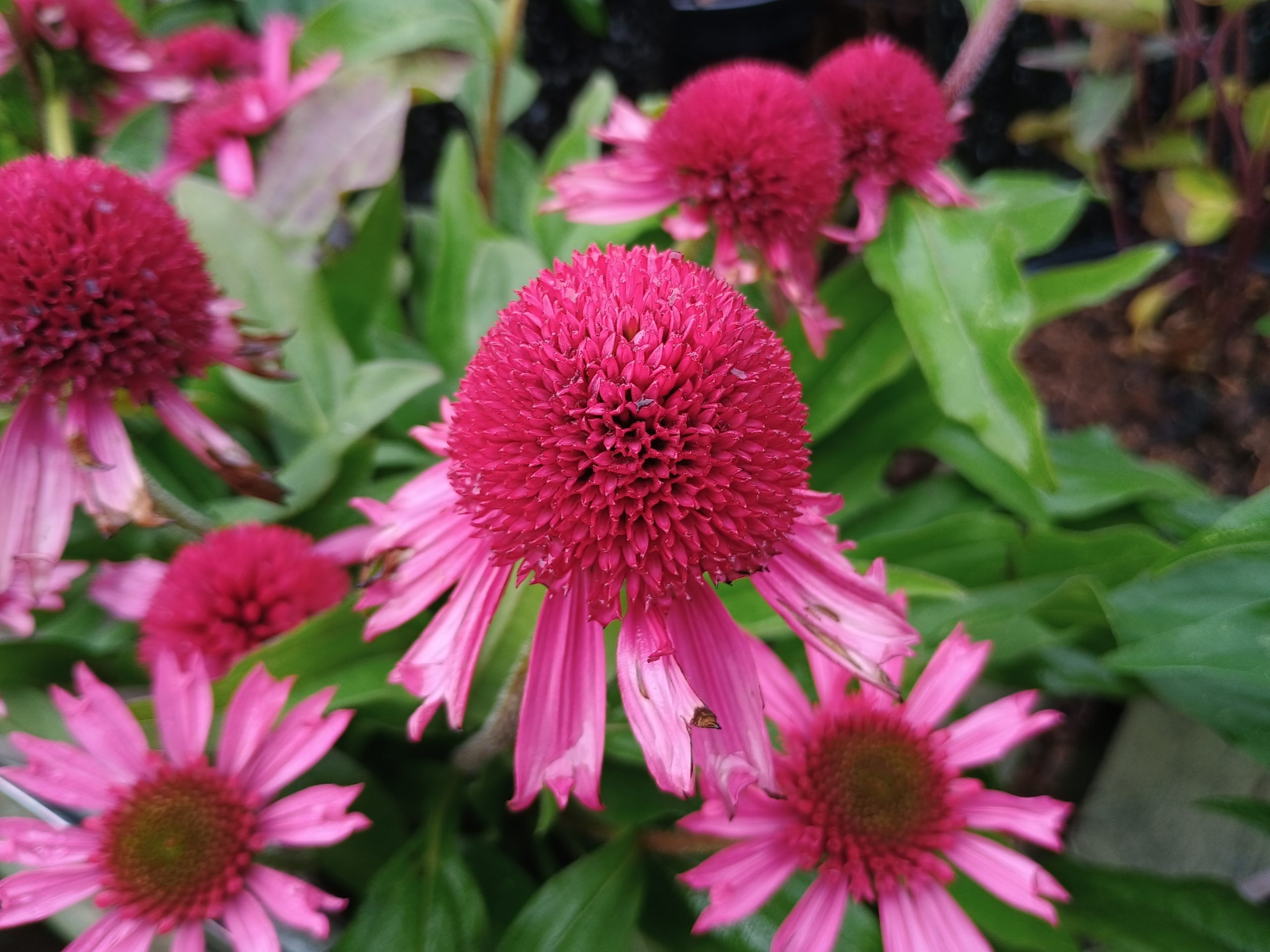 Echinacea 'Delicious Candy'