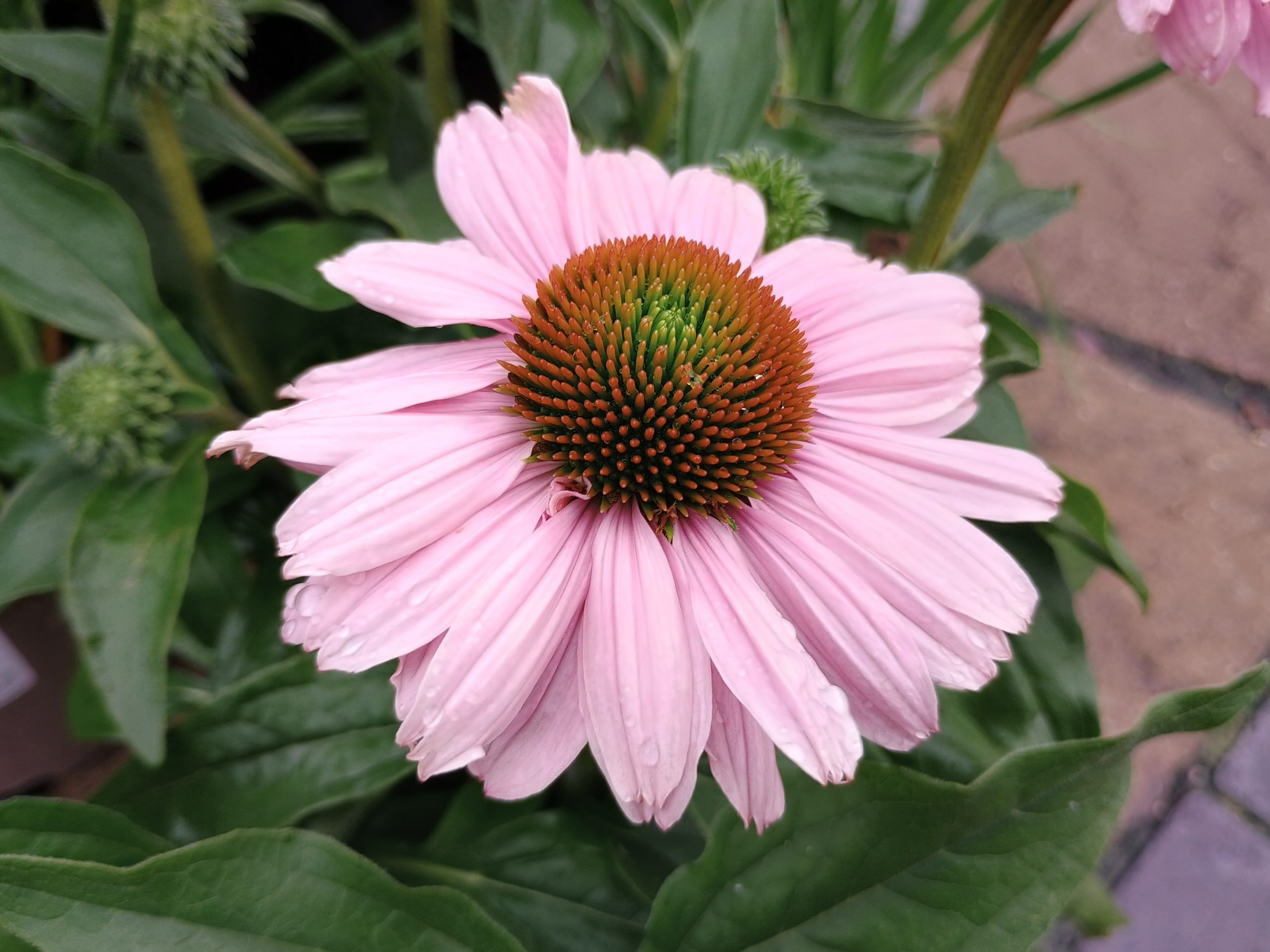 Echinacea 'Sunseekers Blush'