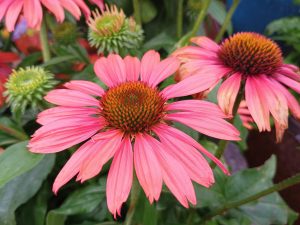 Echinacea 'Sunseekers Coral'
