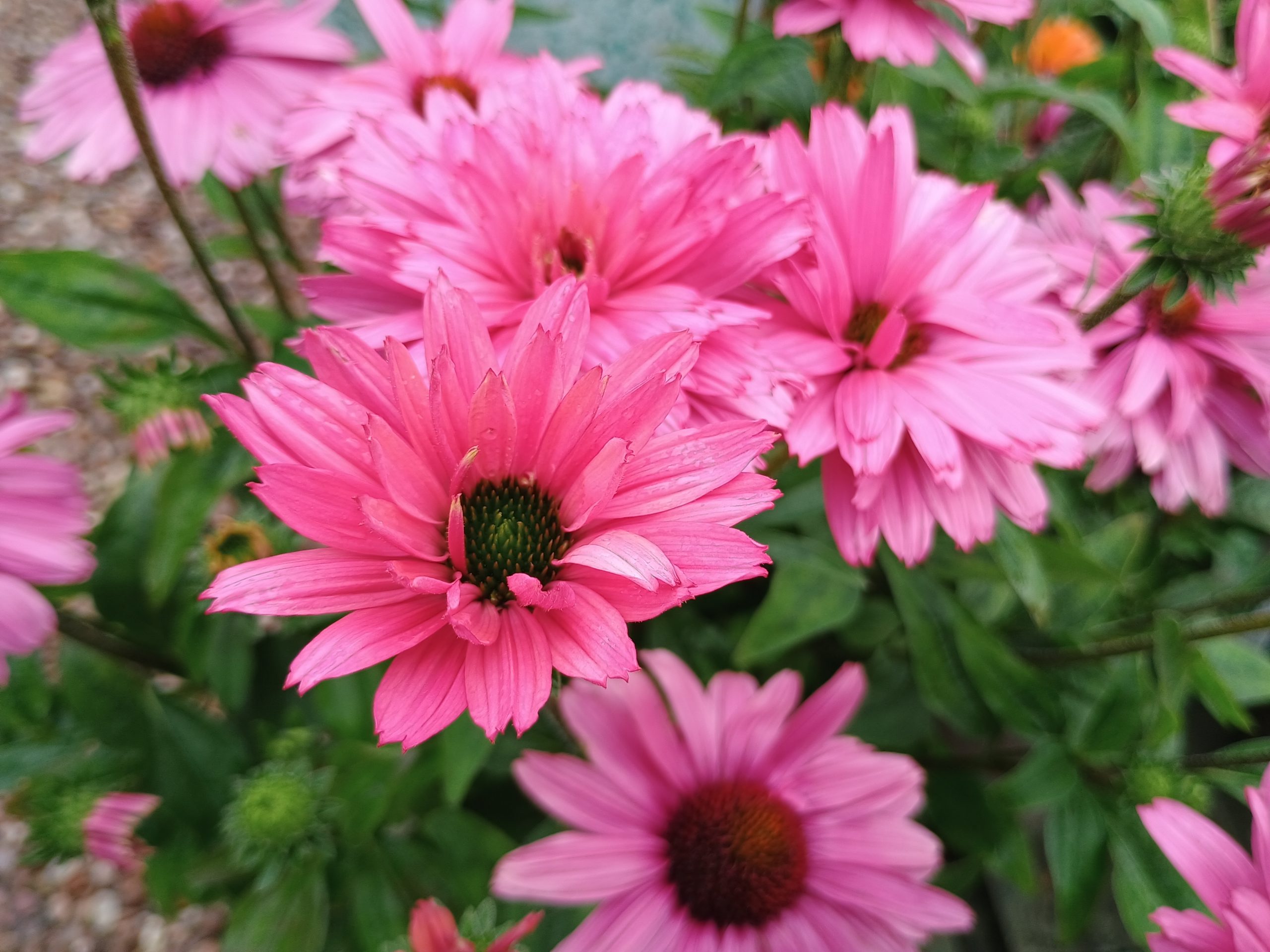 Echinacea 'Sunseekers Magenta'