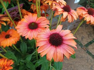Echinacea 'Sunseekers Mineola'