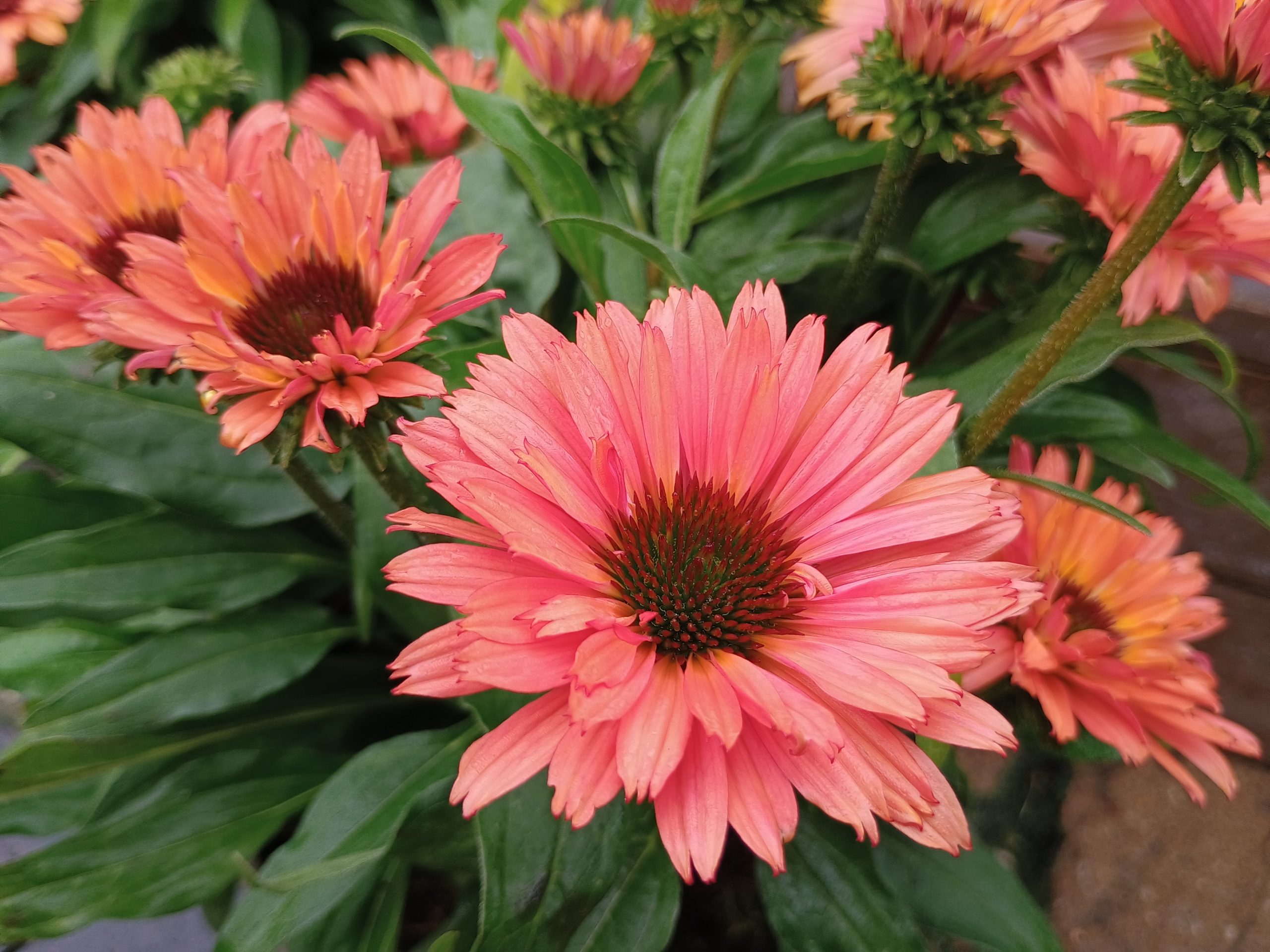 Echinacea 'Sunseekers Orange'