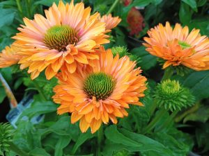 Echinacea 'Sunseekers Pumpkin Pie'