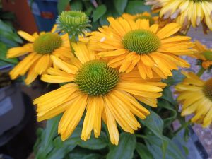 Echinacea 'Sunseekers Yellow'