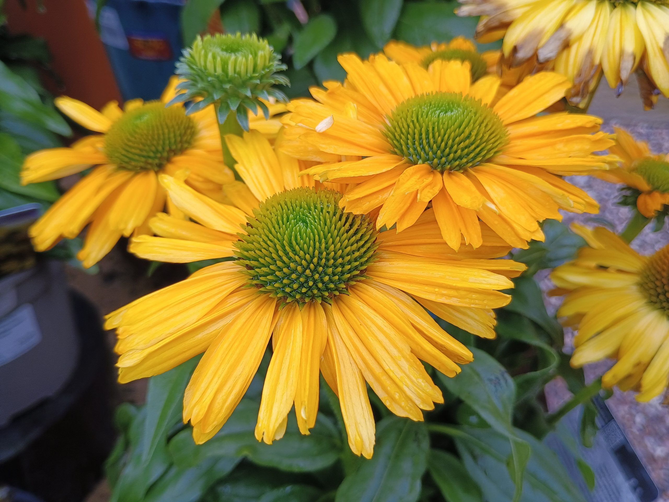 Echinacea 'Sunseekers Yellow'