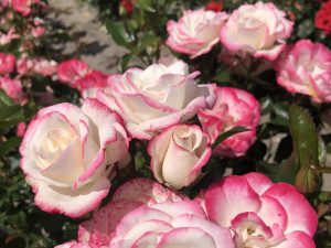 Rosa floribunda Art Deco (KORtagtra)
