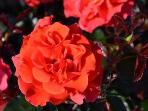 Rosa floribunda Precious Day (Westblick)
