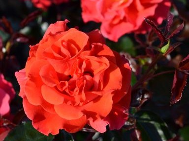 Rosa floribunda Precious Day (Westblick)