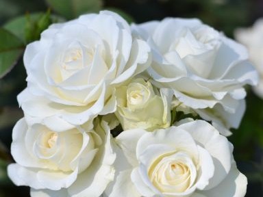 Rosa floribunda Precious Diamond (Westpal)