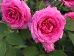 Rosa floribunda Raspberry Cupcake (KORcarmsis)