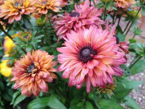 Rudbeckia 'Summerina Sugar Shake'