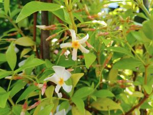 Trachelospermum asiaticum 'Golden Memories'